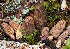  ( - FDS-CA-00076)  @11 [ ] by-nc (2024) Dean Lyons Fungal Diversity Survey