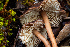  ( - FDS-CA-00077)  @11 [ ] by-nc (2024) Dean Lyons Fungal Diversity Survey
