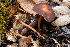  ( - FDS-CA-00077)  @11 [ ] by-nc (2024) Dean Lyons Fungal Diversity Survey