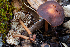  ( - FDS-CA-00077)  @11 [ ] by-nc (2024) Dean Lyons Fungal Diversity Survey