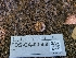 ( - FDS-CA-03559)  @11 [ ] by-nc (2024) Fresno Mycology Society Fungal Diversity Survey