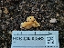  ( - FDS-CA-03562)  @11 [ ] by-nc (2024) Fresno Mycology Society Fungal Diversity Survey