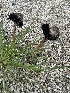  ( - FDS-CA-02074)  @11 [ ] by-nc (2024) Bat Vardeh Fungal Diversity Survey