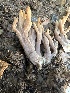  ( - FDS-CA-02078)  @11 [ ] by-nc (2024) Bat Vardeh Fungal Diversity Survey