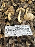  (Inocybe plurabellae - FDS-CA-02079)  @11 [ ] by-nc (2024) Bat Vardeh Fungal Diversity Survey