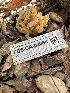 ( - FDS-CA-02080)  @11 [ ] by-nc (2024) Bat Vardeh Fungal Diversity Survey