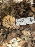  ( - FDS-CA-02080)  @11 [ ] by-nc (2024) Bat Vardeh Fungal Diversity Survey