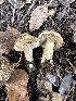  ( - FDS-CA-02084)  @11 [ ] by-nc (2024) Bat Vardeh Fungal Diversity Survey