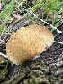  ( - FDS-CA-02086)  @11 [ ] by-nc (2024) Bat Vardeh Fungal Diversity Survey