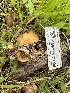  ( - FDS-CA-02086)  @11 [ ] by-nc (2024) Bat Vardeh Fungal Diversity Survey