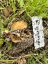  ( - FDS-CA-02086)  @11 [ ] by-nc (2024) Bat Vardeh Fungal Diversity Survey