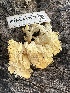  ( - FDS-CA-02087)  @11 [ ] by-nc (2024) Bat Vardeh Fungal Diversity Survey