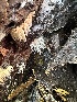  ( - FDS-CA-02088)  @11 [ ] by-nc (2024) Bat Vardeh Fungal Diversity Survey