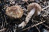  (Inocybe sp. CA54 - FDS-CA-00974)  @11 [ ] by-nc (2024) Taye Bright Fungal Diversity Survey