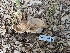  ( - FDS-CA-03742)  @11 [ ] by-nc (2024) Stu Pickell Fungal Diversity Survey
