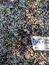  (Helvella sp. CA13 - FDS-CA-03754)  @11 [ ] by-nc (2024) Stu Pickell Fungal Diversity Survey