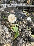  ( - FDS-CA-02093)  @11 [ ] by-nc (2024) Bat Vardeh Fungal Diversity Survey