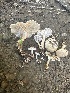  ( - FDS-CA-02093)  @11 [ ] by-nc (2024) Bat Vardeh Fungal Diversity Survey