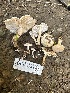  ( - FDS-CA-02093)  @11 [ ] by-nc (2024) Bat Vardeh Fungal Diversity Survey