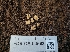  (Myrmecocystis - FDS-CA-03563)  @11 [ ] by-nc (2024) Fresno Mycology Society Fungal Diversity Survey
