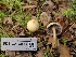  ( - FDS-CA-03566)  @11 [ ] by-nc (2024) Fresno Mycology Society Fungal Diversity Survey
