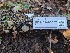  ( - FDS-CA-03567)  @11 [ ] by-nc (2024) Fresno Mycology Society Fungal Diversity Survey