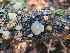 ( - FDS-CA-03567)  @11 [ ] by-nc (2024) Fresno Mycology Society Fungal Diversity Survey