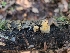  ( - FDS-CA-03567)  @11 [ ] by-nc (2024) Fresno Mycology Society Fungal Diversity Survey