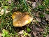  ( - FDS-CA-03574)  @11 [ ] by-nc (2024) Fresno Mycology Society Fungal Diversity Survey