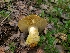  ( - FDS-CA-03574)  @11 [ ] by-nc (2024) Fresno Mycology Society Fungal Diversity Survey