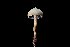  ( - FDS-CA-03566)  @11 [ ] by-nc (2024) Fresno Mycology Society Fungal Diversity Survey