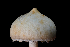  ( - FDS-CA-03566)  @11 [ ] by-nc (2024) Fresno Mycology Society Fungal Diversity Survey