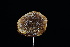  ( - FDS-CA-03559)  @11 [ ] by-nc (2024) Fresno Mycology Society Fungal Diversity Survey