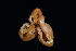  ( - FDS-CA-03562)  @11 [ ] by-nc (2024) Fresno Mycology Society Fungal Diversity Survey