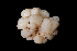 ( - FDS-CA-03563)  @11 [ ] by-nc (2024) Fresno Mycology Society Fungal Diversity Survey