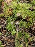  ( - FDS-CA-02118)  @11 [ ] by (2024) Mandy Hackney Fungal Diversity Survey