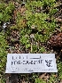  ( - FDS-CA-02118)  @11 [ ] by (2024) Mandy Hackney Fungal Diversity Survey