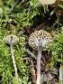  ( - FDS-CA-02118)  @11 [ ] by (2024) Mandy Hackney Fungal Diversity Survey