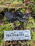  ( - FDS-CA-02124)  @11 [ ] by (2024) Mandy Hackney Fungal Diversity Survey