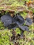  ( - FDS-CA-02124)  @11 [ ] by (2024) Mandy Hackney Fungal Diversity Survey