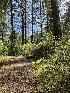  ( - FDS-CA-02124)  @11 [ ] by (2024) Mandy Hackney Fungal Diversity Survey