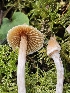  (Cortinarius acutus - FDS-CA-02123)  @11 [ ] by (2024) Mandy Hackney Fungal Diversity Survey