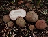  (Schenella simplex - FDS-CA-02126)  @11 [ ] by (2024) Mandy Hackney Fungal Diversity Survey