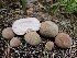  ( - FDS-CA-02126)  @11 [ ] by (2024) Mandy Hackney Fungal Diversity Survey