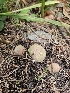  ( - FDS-CA-02126)  @11 [ ] by (2024) Mandy Hackney Fungal Diversity Survey