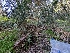  ( - FDS-CA-03816)  @11 [ ] by-nc (2024) Stu Pickell Fungal Diversity Survey