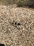  ( - FDS-CA-03316)  @11 [ ] by (2024) Justin Paulin Fungal Diversity Survey