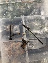  ( - FDS-CA-03328)  @11 [ ] by (2024) Justin Paulin Fungal Diversity Survey