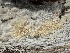  ( - FDS-CA-01591)  @11 [ ] c (2024) Rudy Diaz Fungal Diversity Survey