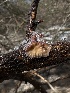  ( - FDS-CA-01592)  @11 [ ] c (2024) Rudy Diaz Fungal Diversity Survey